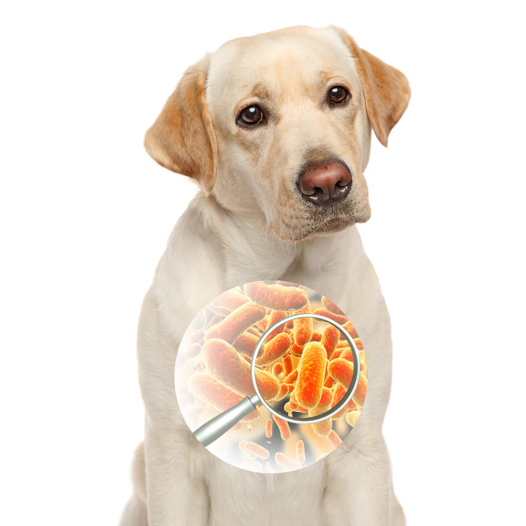 A blonde labrador getting checked out by a magnifying glass. He needs multivitamine