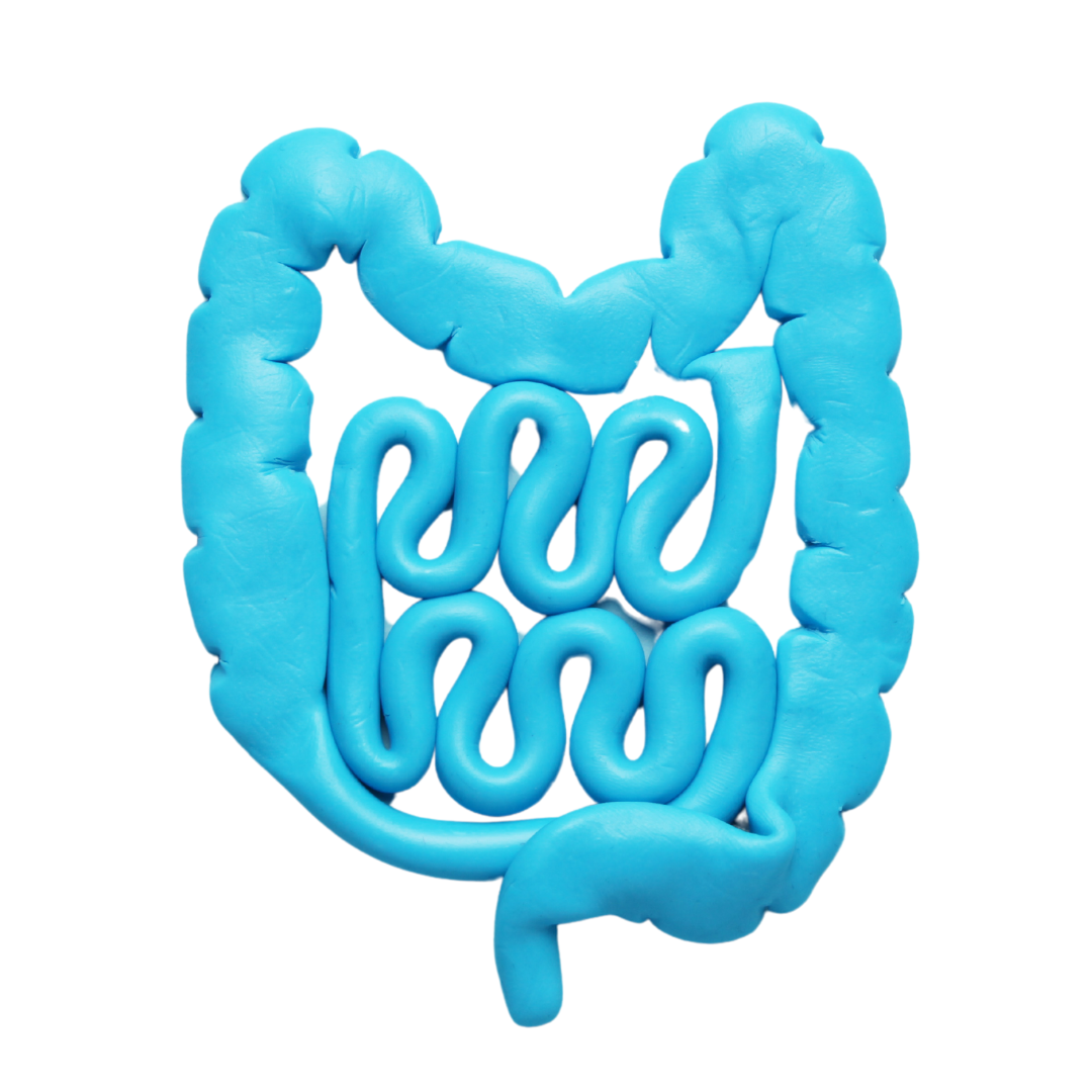 a drawing of the bowels in blue