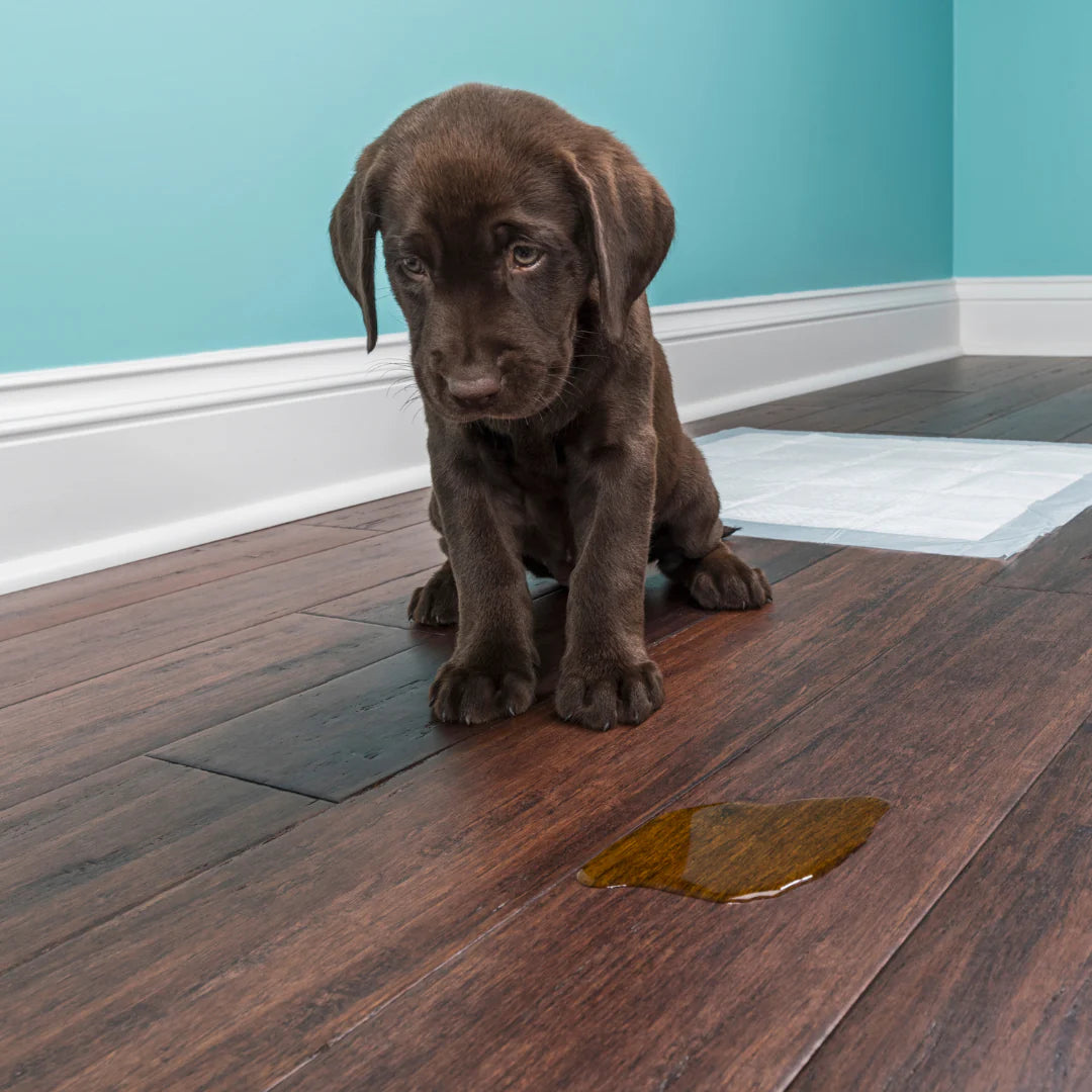 A blonde labrador, a magnifying glass and his insides, he needs K9 laboratories megamultivitamine